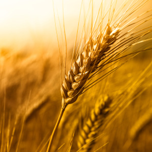 Agriculture Loans
