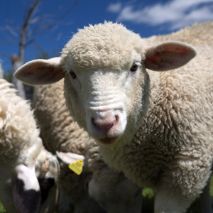 Agriculture Loans