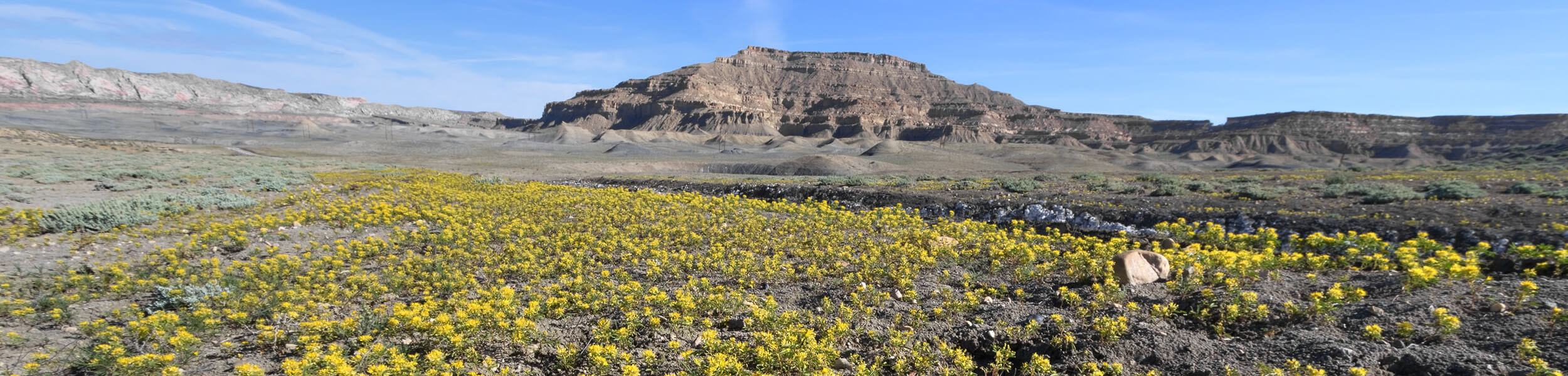 desert flowers