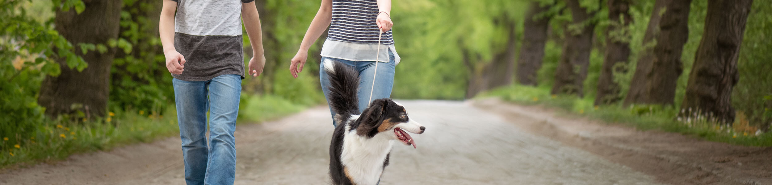 walking a dog in a green forest