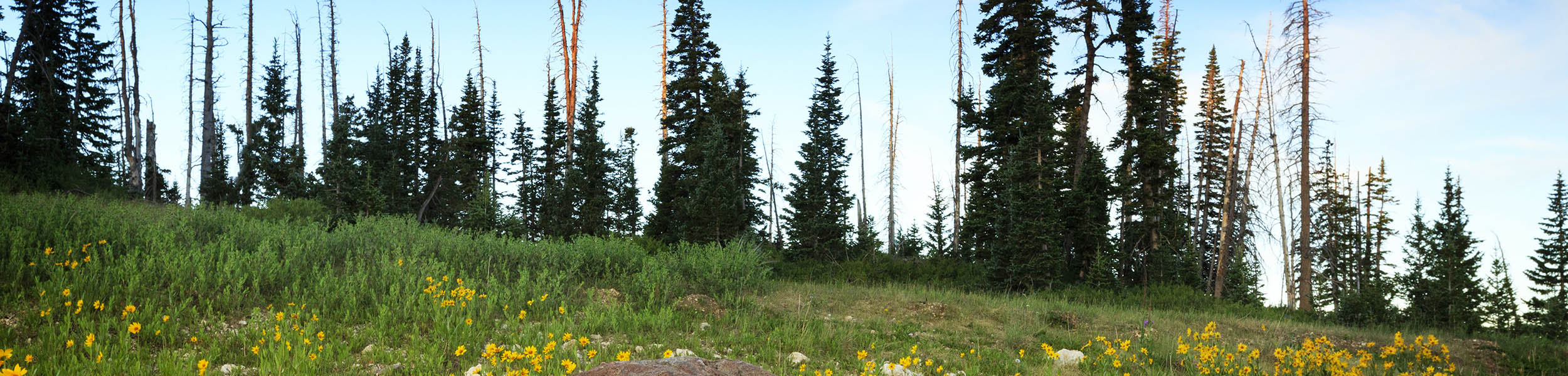 cedar mountain wildflowers